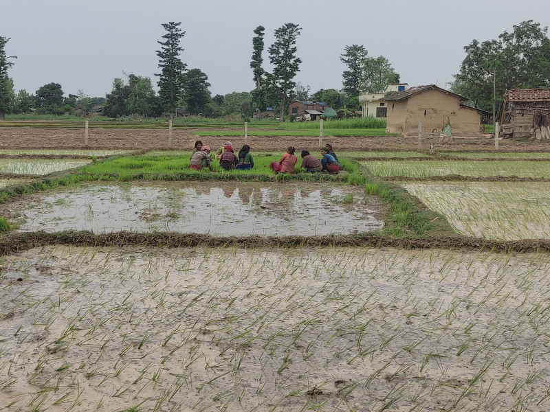 कञ्चनपुरमा सकियो ८० प्रतिशत रोपाइँ